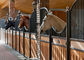 Innenkörper-Rückseiten-europäisches Pferd klemmt 12 Fuß-der Längen-220cm Höhe fest