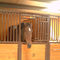 Schützt pferdeartige Reiterplatte Eingangstor der stabilen Türen Pferde für Verkauf