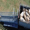 Australier galvanisierte Vieh-Laden-Rampe/die bewegliche Vieh-Laden-Rampen-einfache Installierung